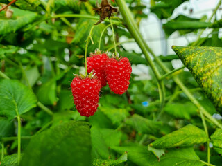 close-up of a branch with red raspberry, Rubus idaeus