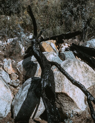 Burnt tree in Namadgi National park