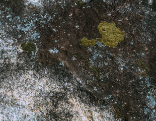 Moss on rocks