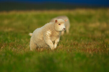 Cute baby sheep on a clifftop overlooking the sea in the Shetland islands - Hermaness NNR,Unst,Shetland Islands, Scotland, United Kingdom
