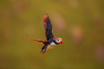 Adorable Atlantic puffin or fratercula arctica flying and catching eel in Atlantic ocean during summer, beautiful sunset
