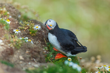 Beautiful Atlantic puffin bird or common puffin living on coastline during the breeding season on summer at Shetlands island.

