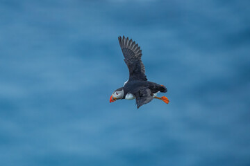 Adorable Atlantic puffin or fratercula arctica flying and catching eel in Atlantic ocean during summer, beautiful sunset
