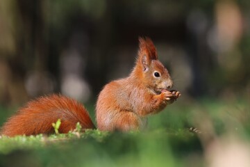 A cute european red squirrel sits in the grass and eats a nut. Sciurus vulgaris
