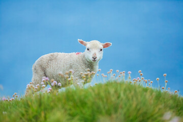 Obraz premium Cute baby sheep on a clifftop overlooking the sea in the Shetland islands - Hermaness NNR,Unst,Shetland Islands, Scotland, United Kingdom 