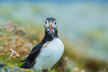 Puffin, atlantic puffin, Scientific name: Fratercula arctica. Close up of a cute puffin, sitting...