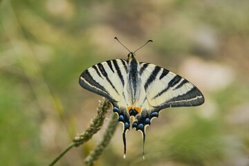 Fototapeta premium Portrait of a beautiful Scarce swallowtail in its nature habitat. Iphiclides podalirius 
