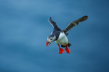 Adorable Atlantic puffin or fratercula arctica flying and catching eel in Atlantic ocean during summer, beautiful sunset
