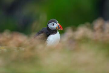 Beautiful Atlantic puffin bird or common puffin living on coastline during the breeding season on summer at Shetlands island.

