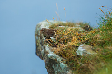 Pacific Wren (Trogodytes pacificus) sitting on the rock.