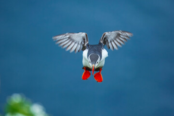 Adorable Atlantic puffin or fratercula arctica flying and catching eel in Atlantic ocean during summer, beautiful sunset
