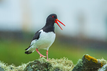 Eurasian oystercatcher, Haematopus ostralegus, also known as the common pied oystercatcher. Shetland, Scotland