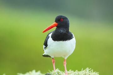 Eurasian oystercatcher, Haematopus ostralegus, also known as the common pied oystercatcher....