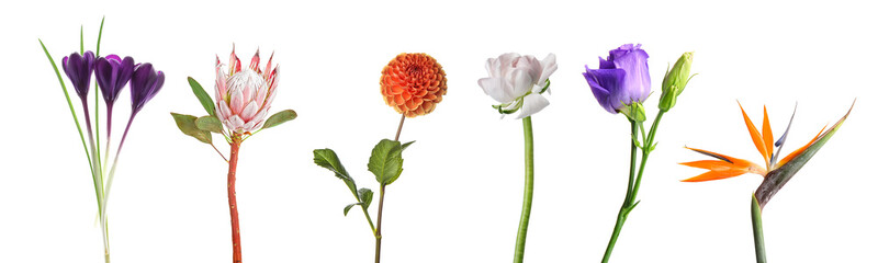Set of different beautiful flowers on white background