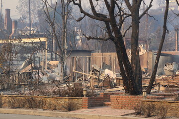 Fototapeta premium Palisades Wildfire Raging Through California’s Coastal Landscape – Thick Smoke and Scorched Terrain in Los Angeles Wildfire Disaster