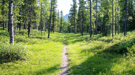 Obraz premium Forest trail, summer sunlight, green grass, peaceful hike