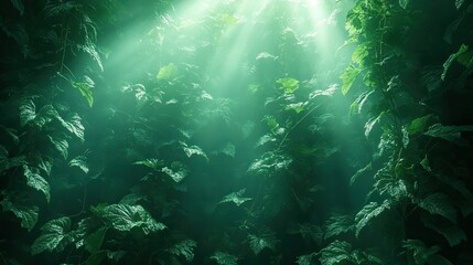 Obraz premium Lush foliage bathed in sunlight, mystical forest scene, nature background, ideal for screensavers, posters, and artistic projects