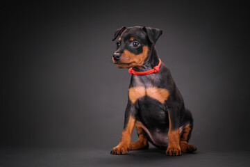A black and tan miniature pinscher puppy is sitting on a black background. Beautiful dog, studio shooting