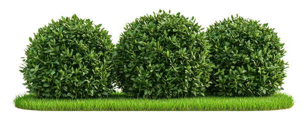 PNG Bushes garden hedge green.