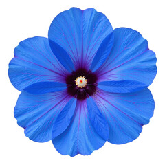 Closeup of a vibrant blue flower with visible details of petals and center.  Cutout image on black...