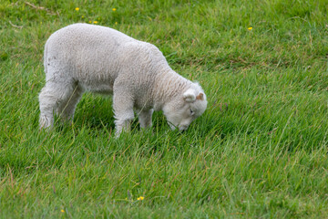 Close up of a lamb grazing in a field