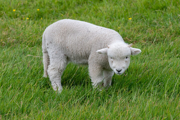 Close up of a lamb in a field