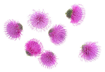 Spring young thistle flower buds isolated on a white background, top view.