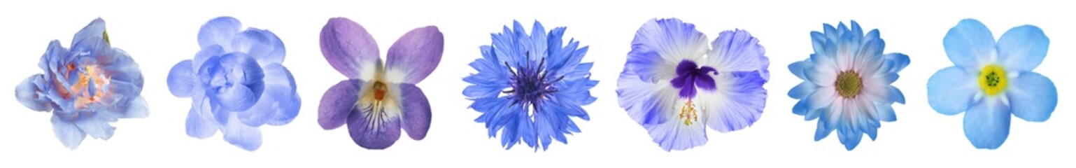 Different beautiful flowers in blue shades isolated on white, set