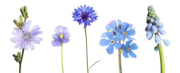 Different beautiful flowers in blue shades isolated on white, set