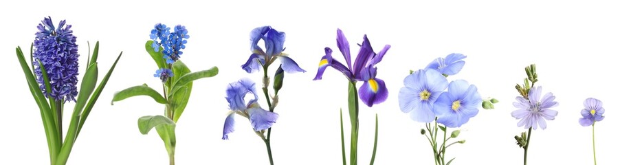 Different beautiful flowers in blue shades isolated on white, set