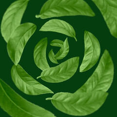 Leaves swirling in air on dark green background