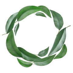 Green leaves swirling in air on white background