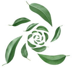 Green leaves swirling in air on white background