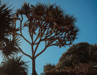 Trees on Australian beach