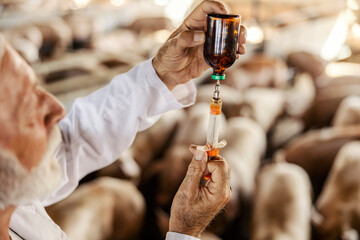 Close up of old veterinarian hands with syringe and vaccine. Pig flu and cure.