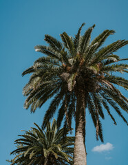 Tropical palm tree in warm weather