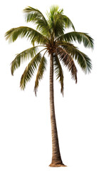 Obraz premium PNG Coconut tree plant white background tranquility.
