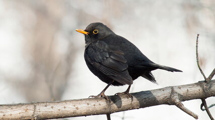 blackbird on a branch