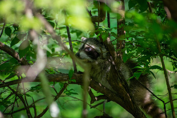 Baby racoon on tree