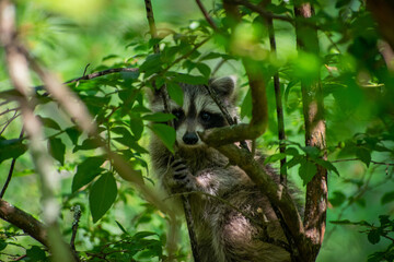 Baby racoon on tree