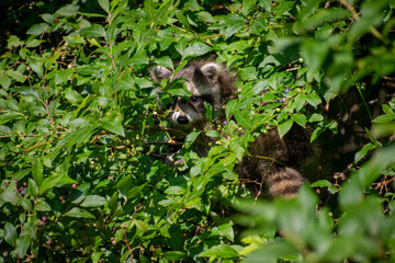 Baby racoon on tree