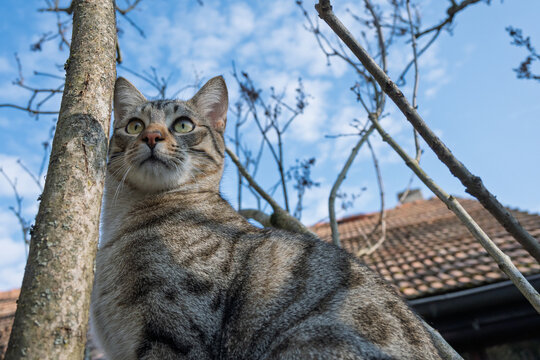 jeune chat tigr&eacute; percher dans un arbre
