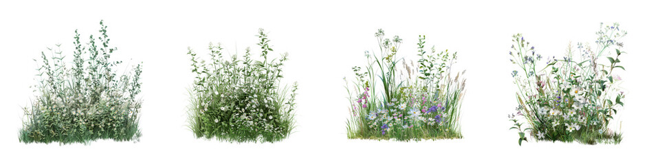 Fototapeta premium Set of Lush Wild Grass and Flowers Isolated on Transparent Background