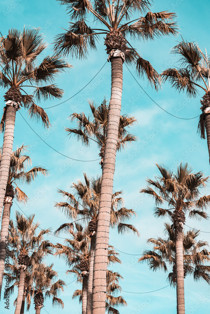 Poster a row of palm trees with a blue sky in the background