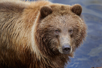 Brown or Grizzly bear (Ursus arctos) looks up at viewer from river