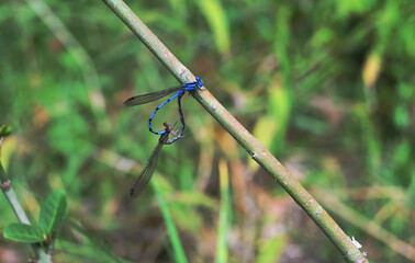 Springwater dancer damselflies joined together in heart shape on reed