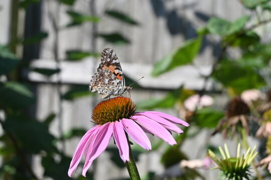 Painted Lady Butterfly on purple coneflower