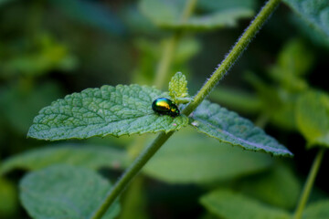 Closeup of a small shiny green beetle sitting on a mint leaf. Mentha suaveolens with a glossy bug.