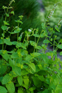 Blooming apple mint with little flowers. Many sprigs of fresh Mentha suaveolens growing in the garden