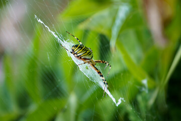 Wasp spider in his web on green blurred background with copy space. Argiope bruennichi